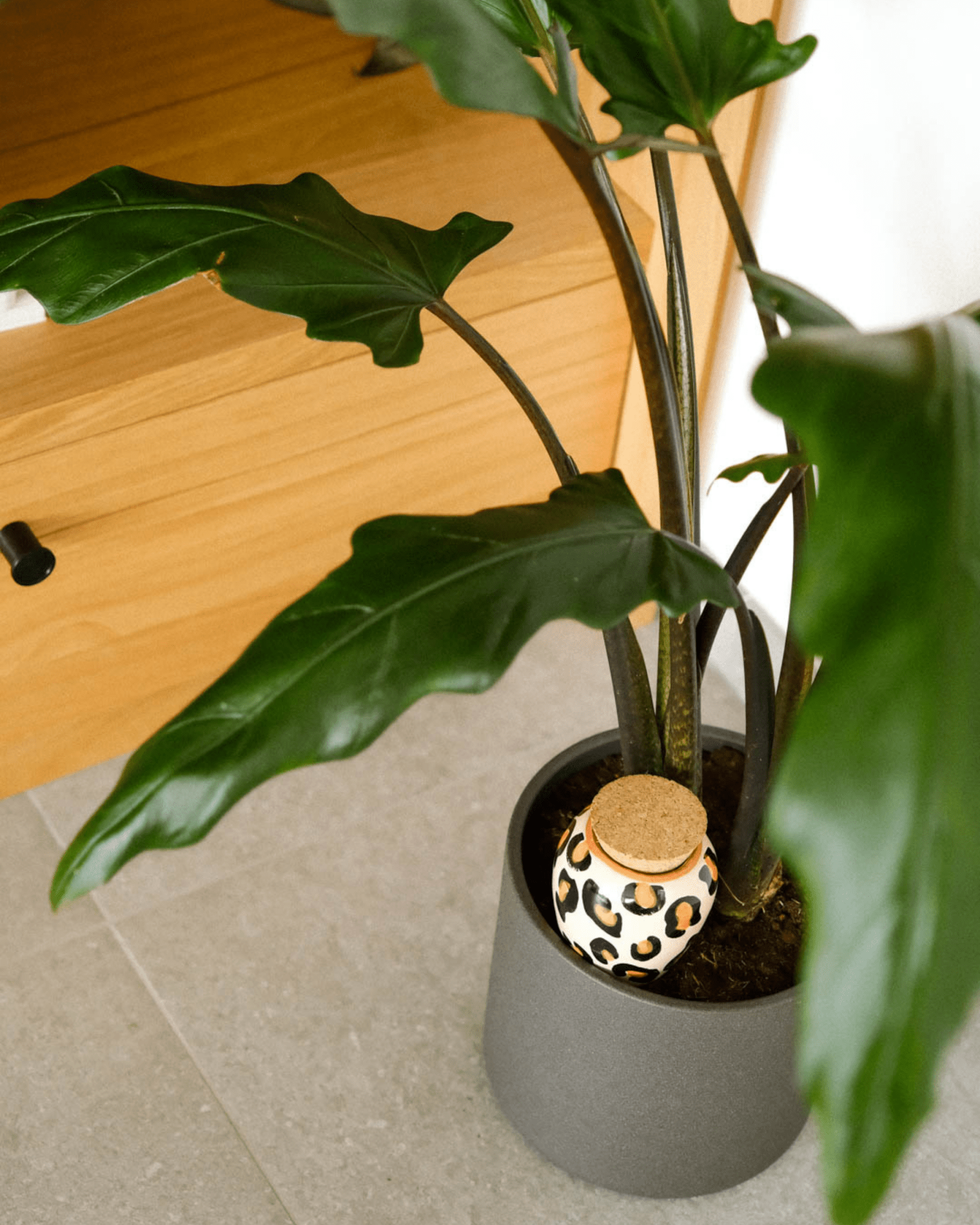 Olla léopard décorative pour plantes d’intérieur - Pepin - Lili Margaret