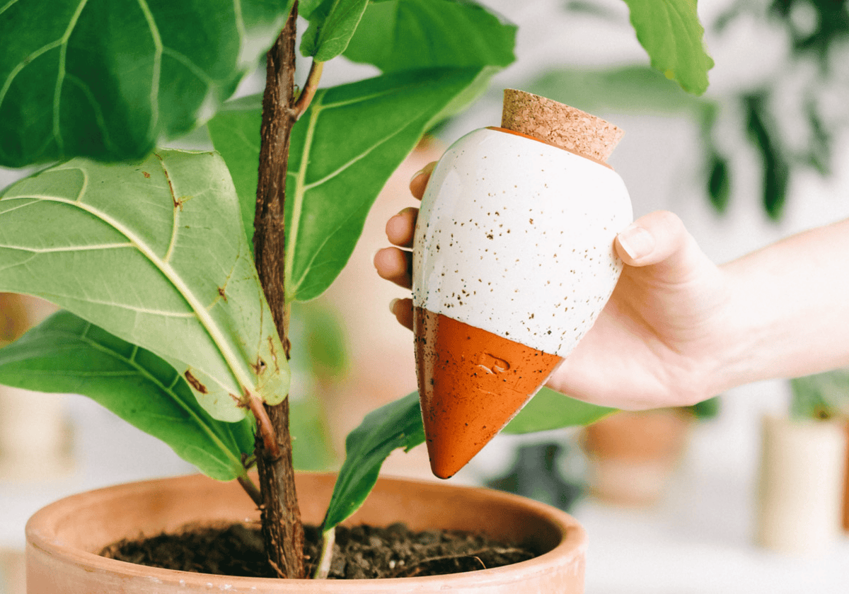 Comment utiliser une oya en terre cuite  pour vos plantes d'intérieur ? - Lili Margaret