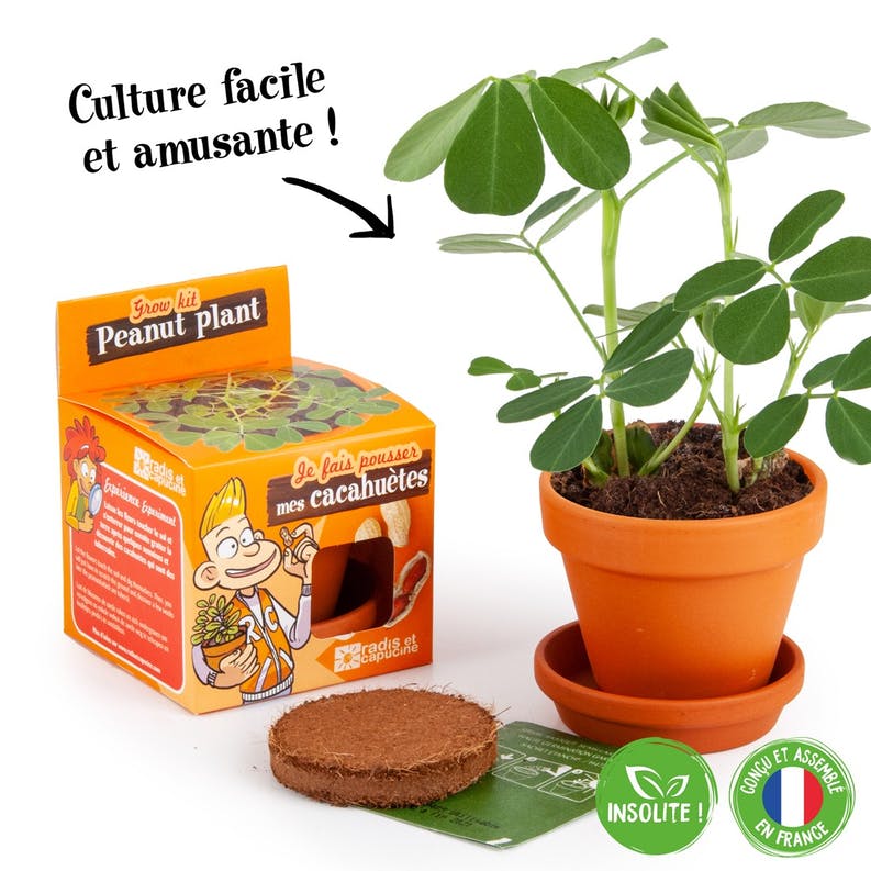 Graines de cacahuètes à faire pousser - radis et capucine