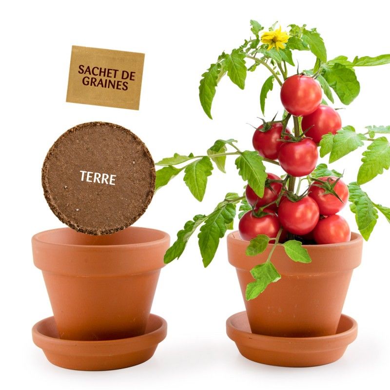Mes petites tomates à faire pousser - radis et capucine