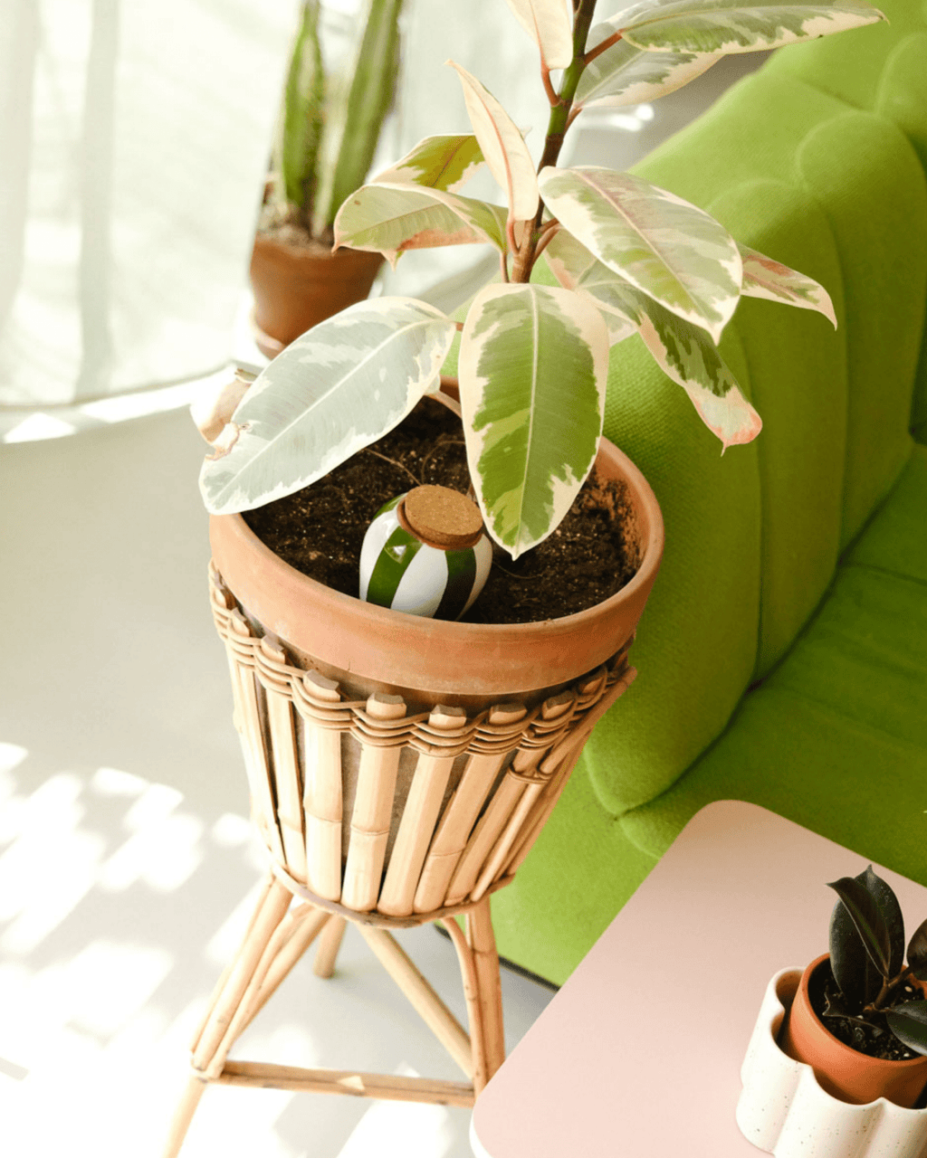 Olla arrosage rayée vert et blanc pour intérieur - pepin