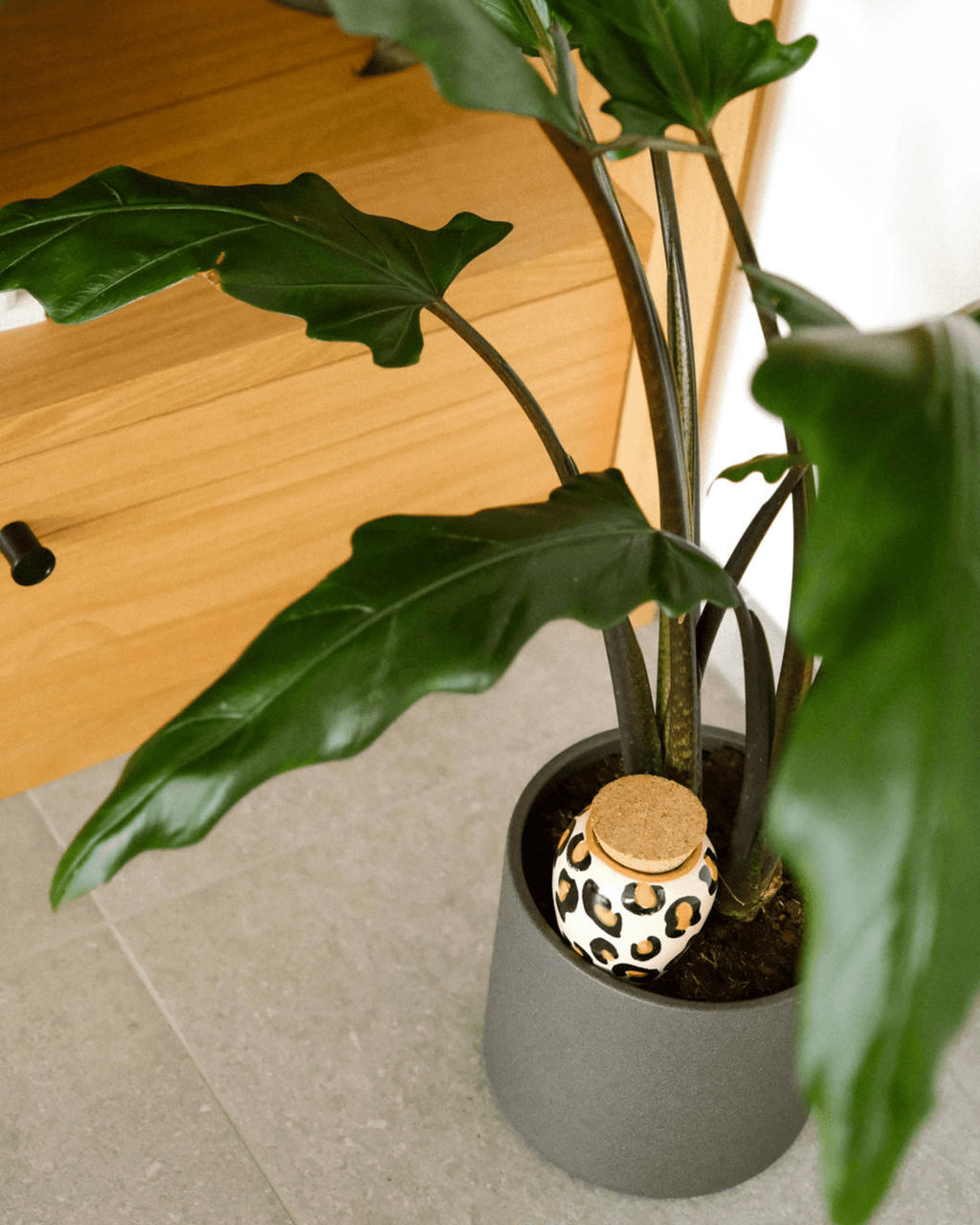 Olla léopard décorative pour plantes d’intérieur - pepin