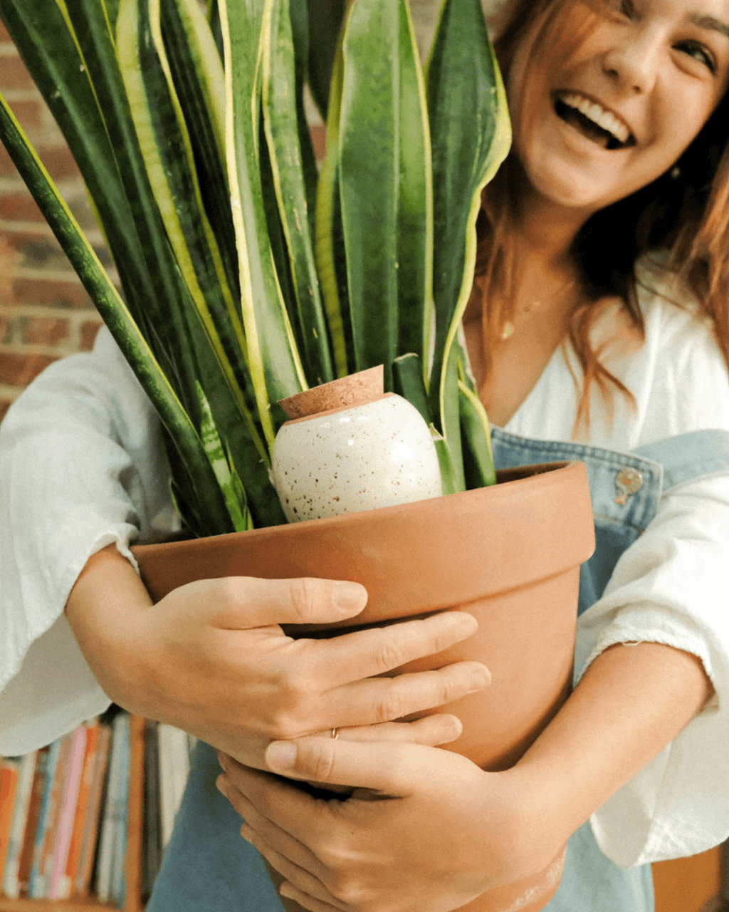 Olla terre cuite terracotta pour plantes d’intérieur - pepin