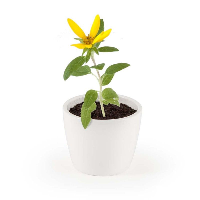 Pot de culture tournesol - radis et capucine
