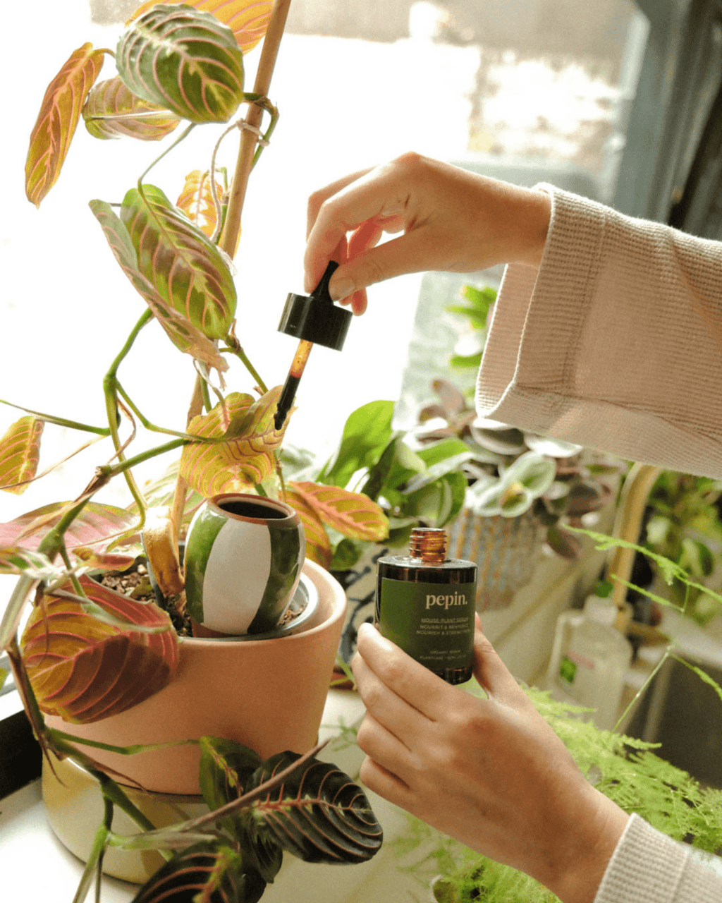 Sérum nourrissant pour plantes vertes - pepin