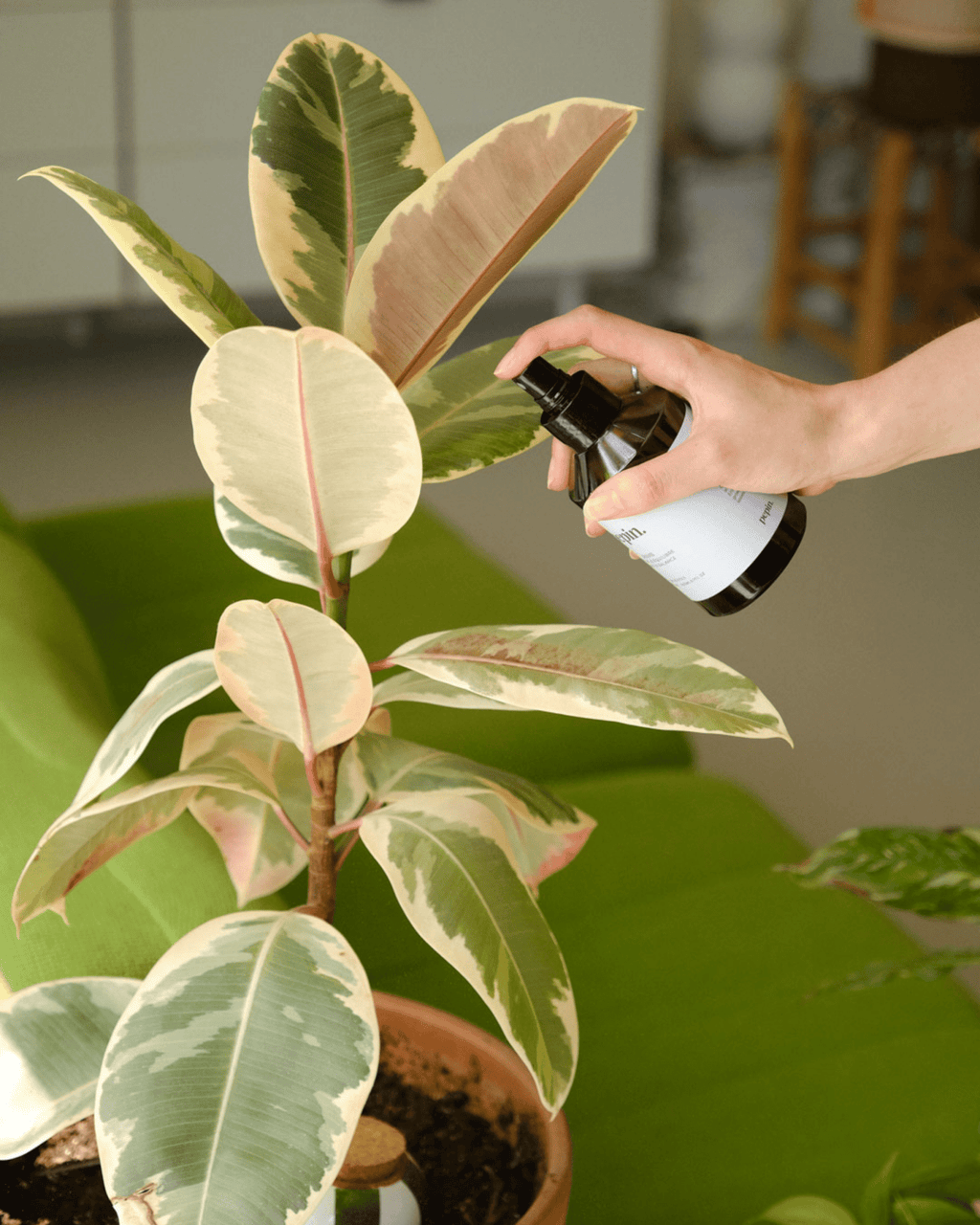 Spray protecteur pour plantes d'intérieur - pepin