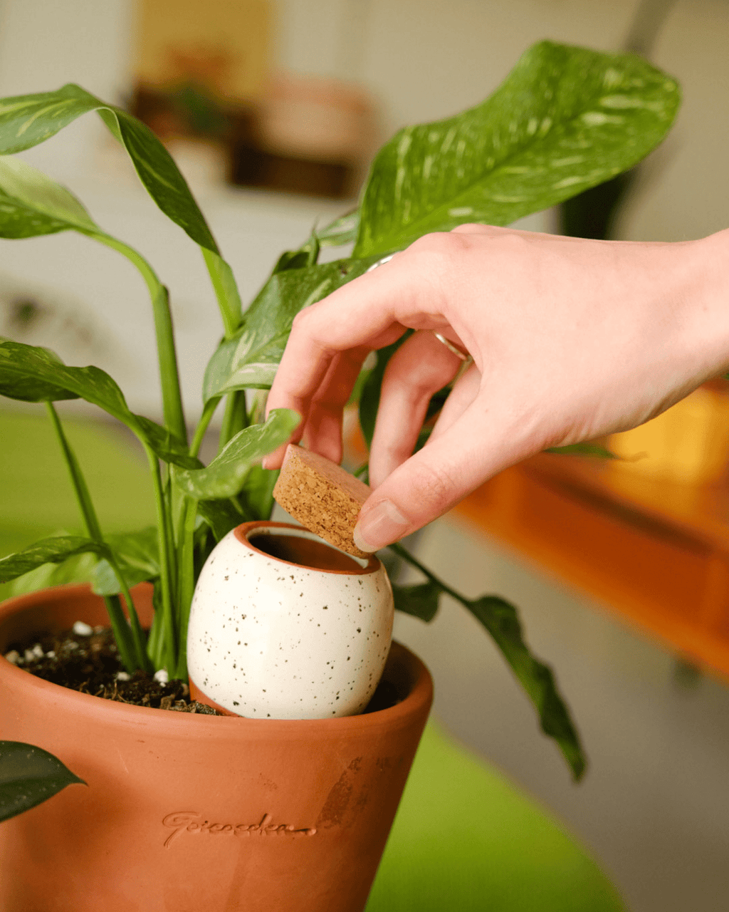 Trio mini olla pepin en terre cuite pour arrosage automatique