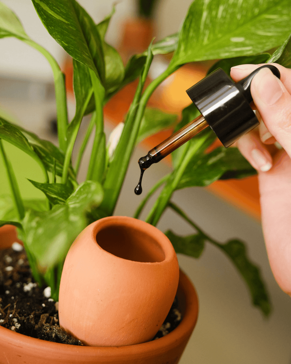 Trio mini olla pepin en terre cuite pour arrosage automatique